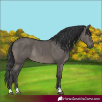 Horse Color:Grullo Rabicano
