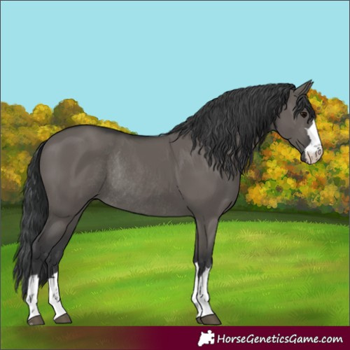 Horse Color:Unknown 