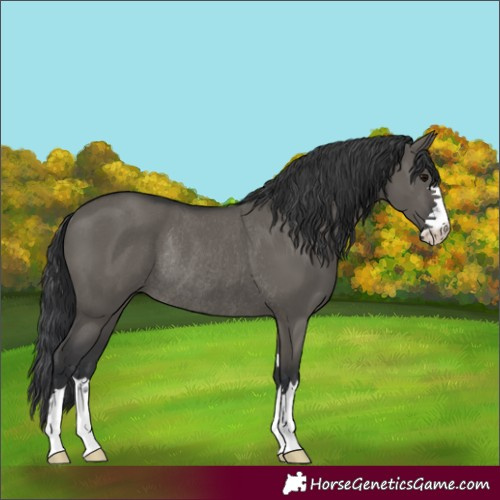 Horse Color:Unknown 