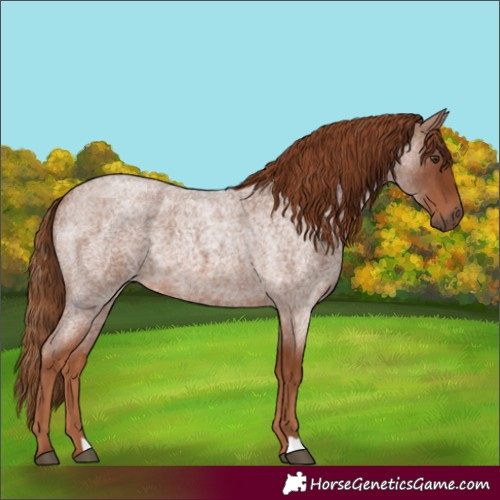 Horse Color:Unknown 