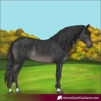 Horse Color:Black 