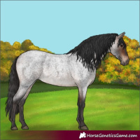 Horse Color:Brown Roan