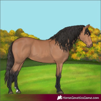 Horse Color:Unknown 