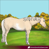 Horse Color:White Spotted Gold Cream Champagne 