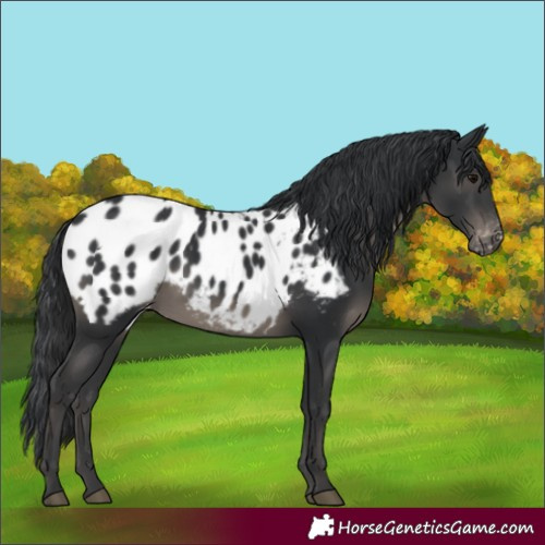 Horse Color:Black Appaloosa 