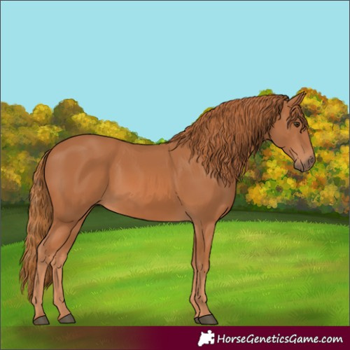 Horse Color:Chestnut 
