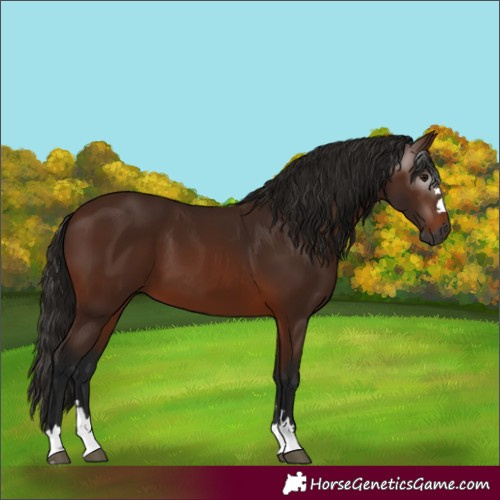 Horse Color:Gray Bay 