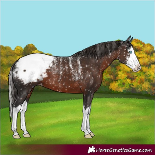Horse Color:Powder White Liver Chestnut Sabino Splash Appaloosa 