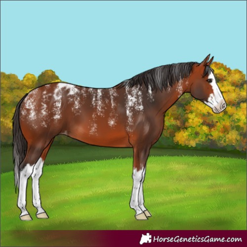 Horse Color:Powder White Bay Splash Appaloosa 