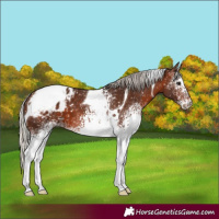 Horse Color:White Spotted Silver Brown Tobiano Blanket 