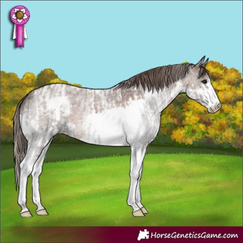 Horse Color:Silver Black Tobiano Appaloosa  and Liver Red Roan Splash Appaloosa 
