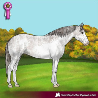 Horse Color:Silver Black Tobiano Appaloosa and Liver Red Roan Splash Appaloosa