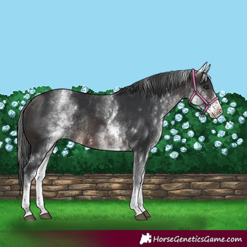 Horse Color:White Spotted Brown Rabicano