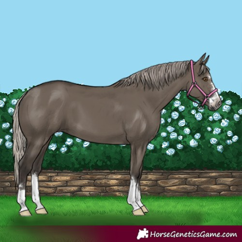 Horse Color:Gray Silver Grullo