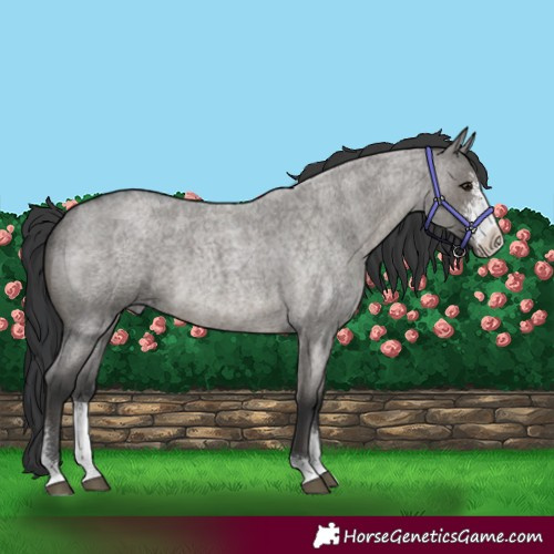 Horse Color:Grullo Roan Sabino 