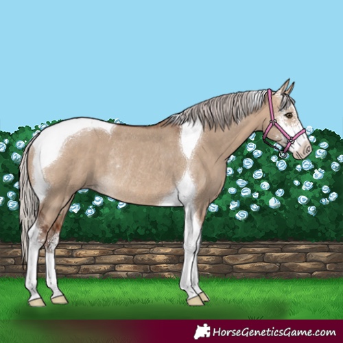 Horse Color:Silver Bay Dun Sabino Tobiano Rabicano 