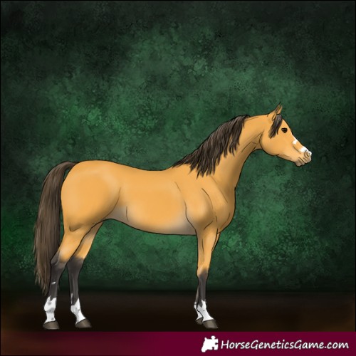 Horse Color:Buckskin 
