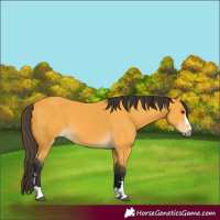 Horse Color:Buckskin 