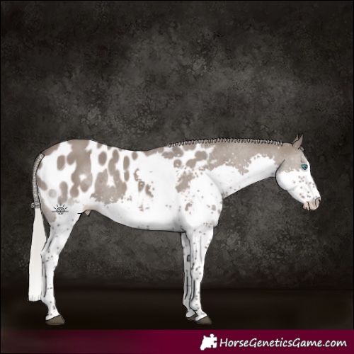 Horse Color:Silver Grullo Splash Tobiano Appaloosa 