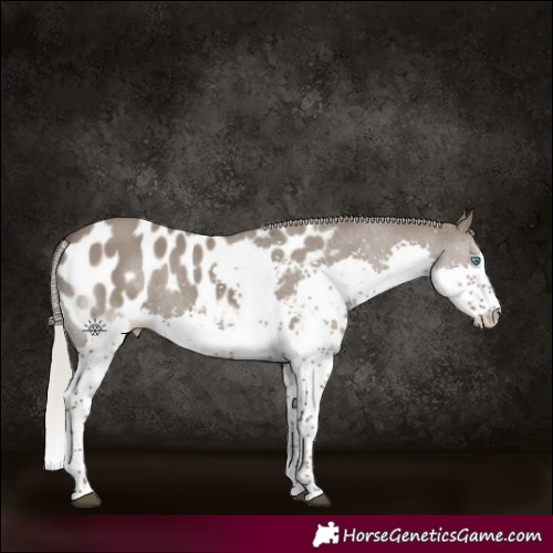 Horse Color:Silver Grullo Splash Tobiano Near Leopard 