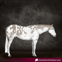 Horse Color:Silver Grullo Splash Tobiano Near Leopard 