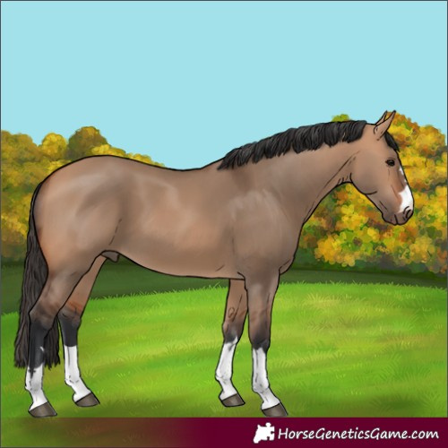 Horse Color:Bay Dun 