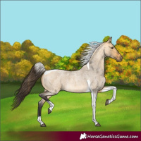 Horse Color:Buckskin Roan Dun Tobiano