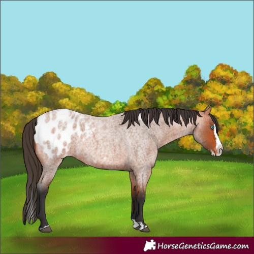 Horse Color:Bay Roan Splash Appaloosa