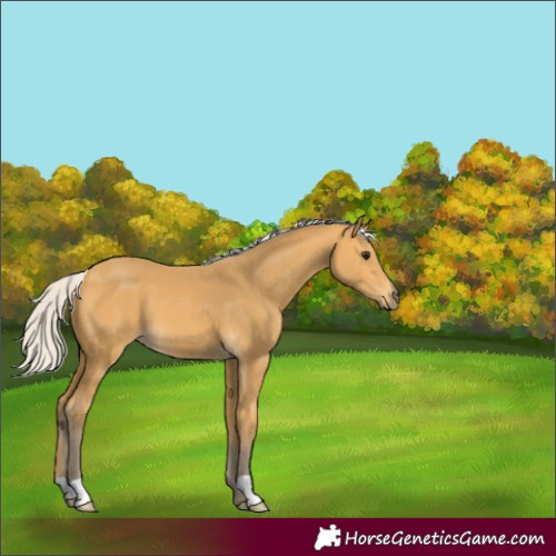Horse Color:Silver Buckskin 