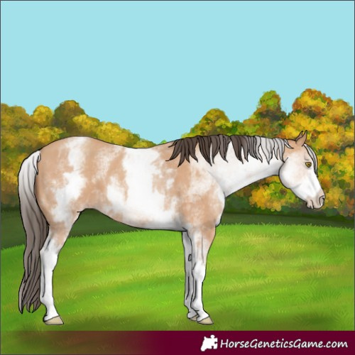 Horse Color:White Spotted Amber Champagne 
