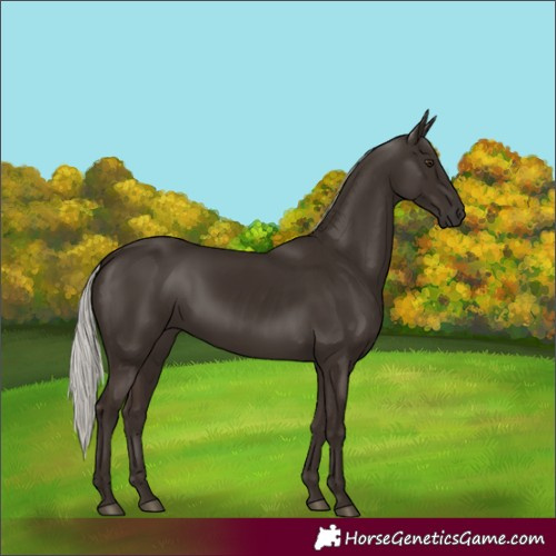 Horse Color:Liver Chestnut Mushroom 