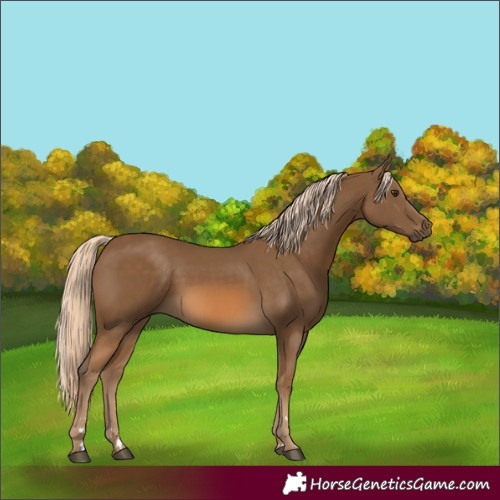 Horse Color:Chocolate Palomino 