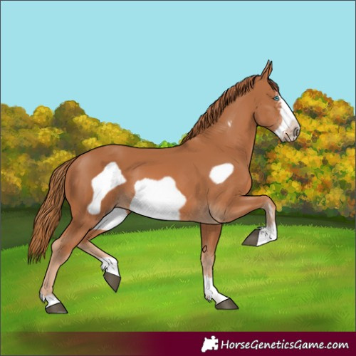 Horse Color:Chestnut Frame 