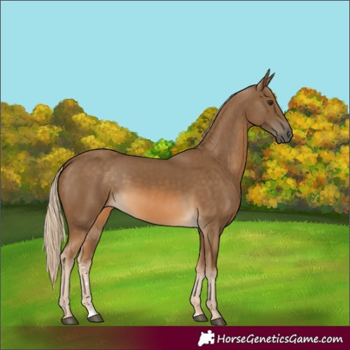 Horse Color:Chocolate Palomino 
