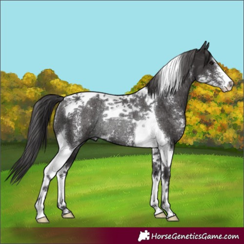 Horse Color:Smoky Black Sabino Tobiano Rabicano 