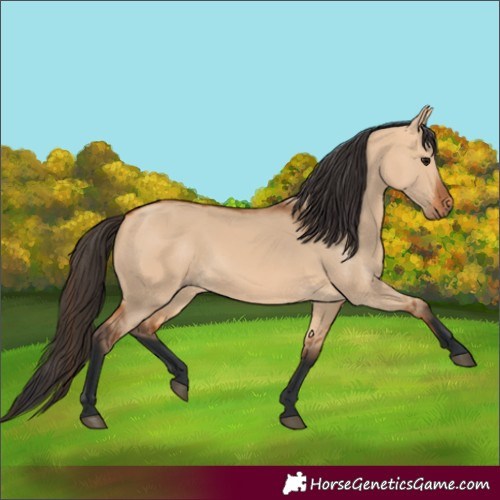 Horse Color:Bay Dun 
