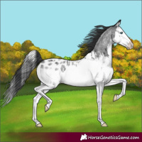 Horse Color:Blue Roan Splash Appaloosa 