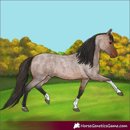 Horse Color:Bay Roan Tobiano 