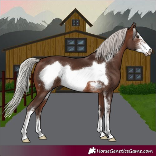 Horse Color:Silver Brown Sabino Frame