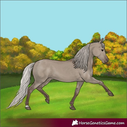 Horse Color:Silver Grullo 