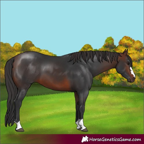 Horse Color:Brown 