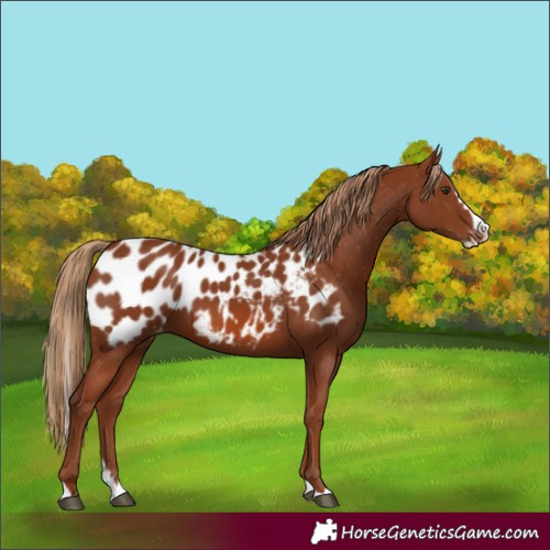 Horse Color:Chestnut Splash Appaloosa