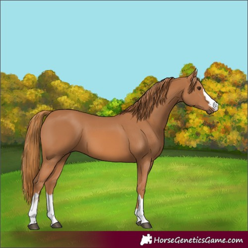 Horse Color:Chestnut 