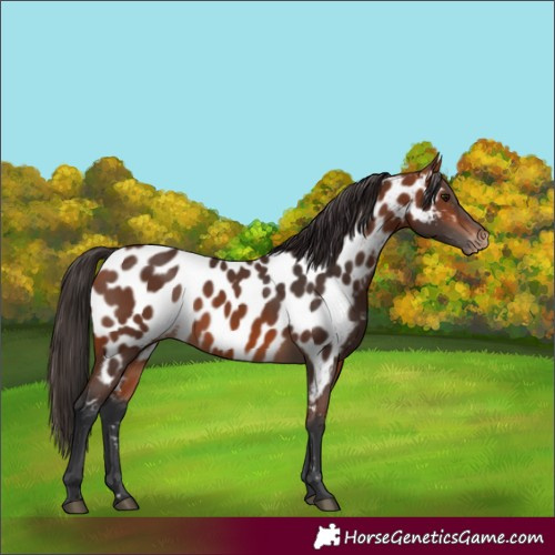 Horse Color:Bay Appaloosa 