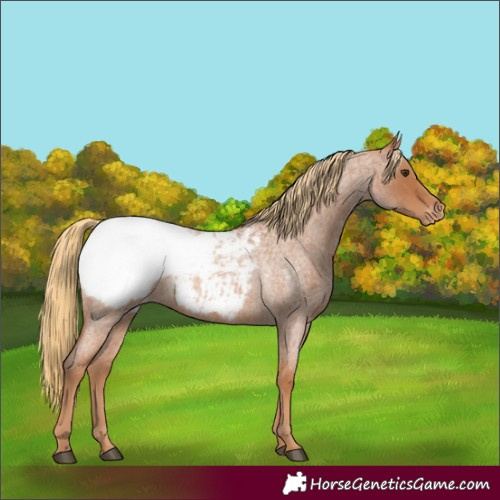 Horse Color:Red Roan Appaloosa 