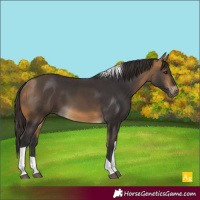 Horse Color:Buckskin Tobiano 