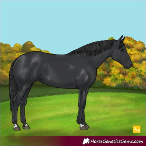 Horse Color:Black 