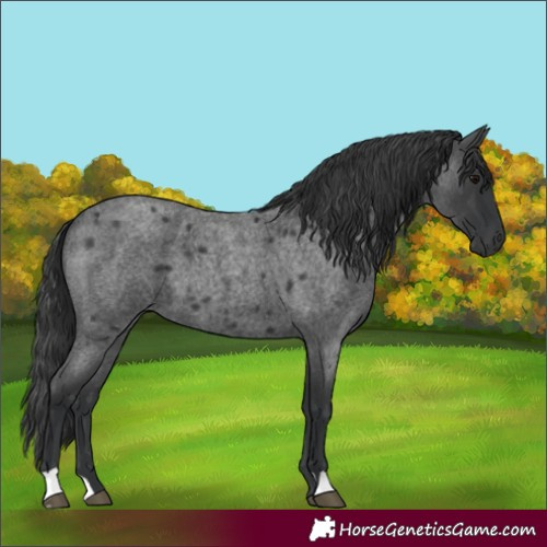 Horse Color:Blue Roan 
