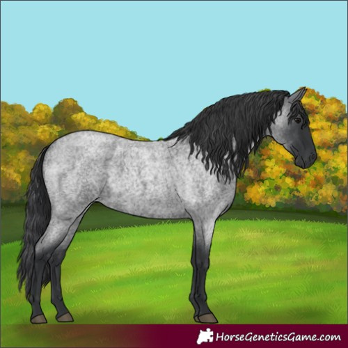 Horse Color:Blue Roan 