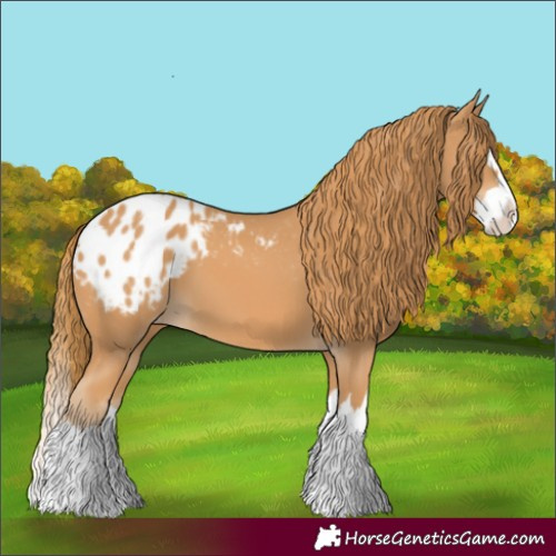 Horse Color:Chestnut Splash Appaloosa 